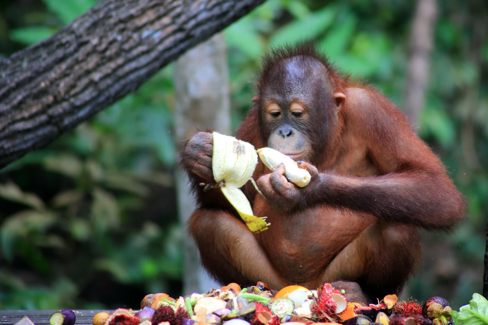 #9 Deramakot Forest Reserve, Sabah — Top 10 Malaysian Rainforest & Wildlife Experiences in 2026
