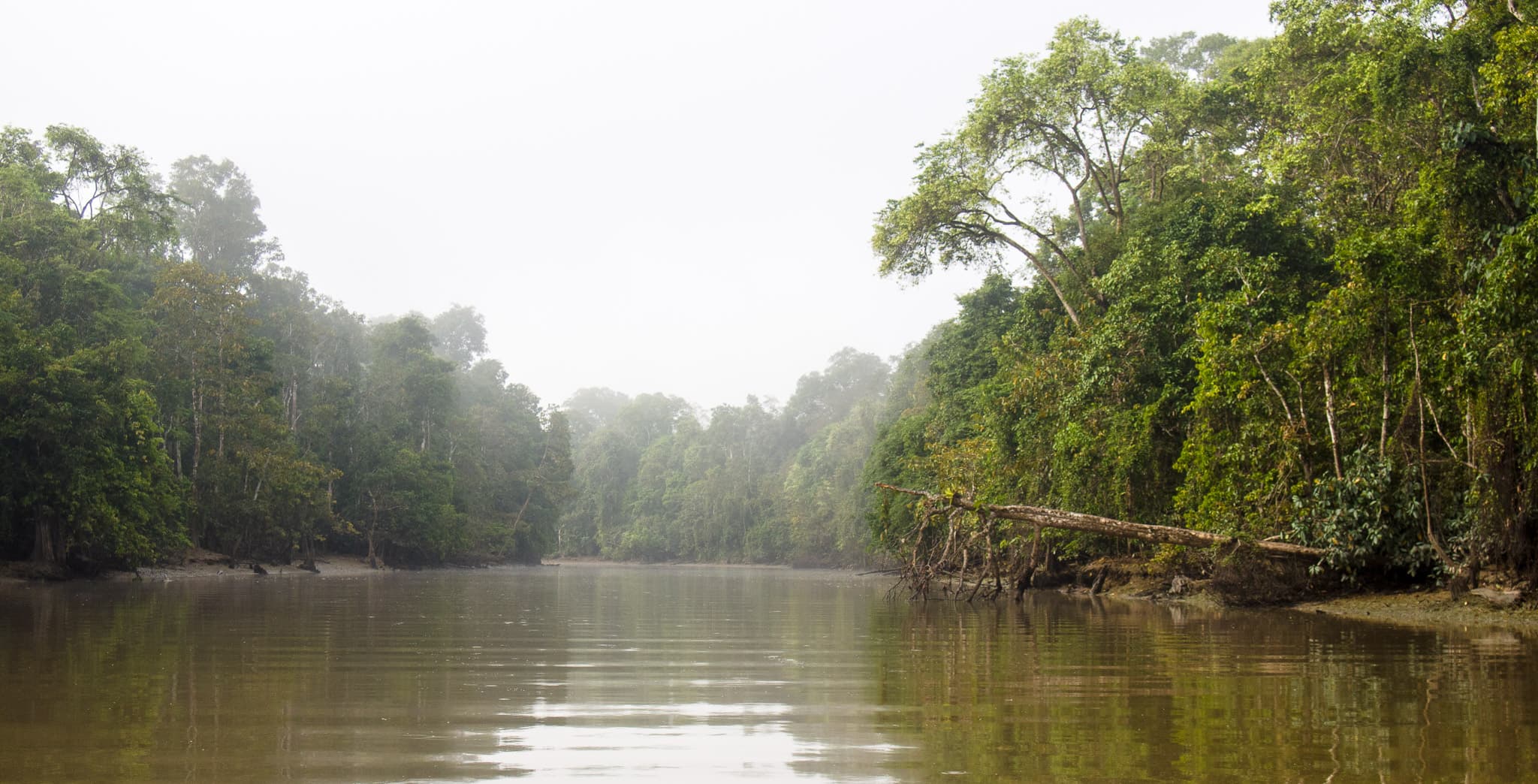 #3 Kinabatangan River Safari, Sabah — Top 10 Malaysian Borneo Experiences in 2026