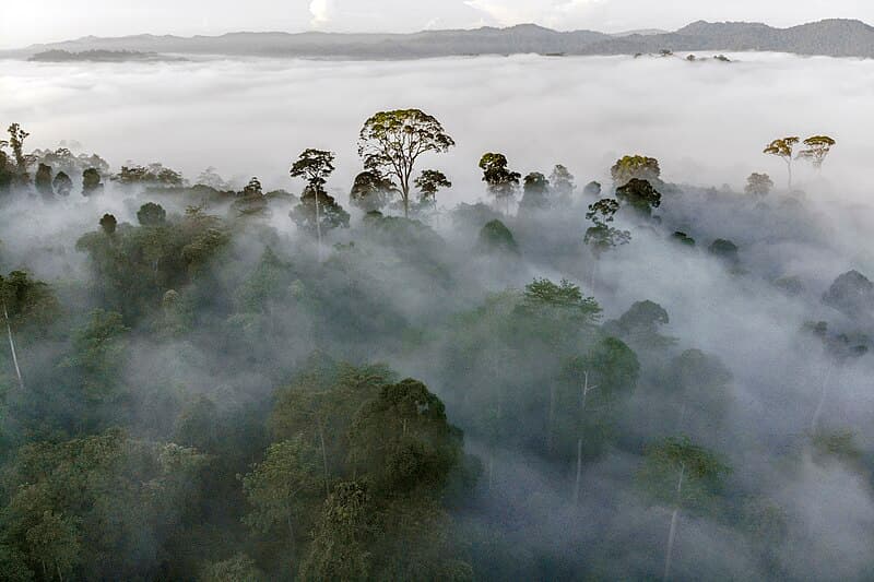 #6 Danum Valley Rainforest Lodge — Top 10 Malaysian Borneo Experiences in 2026