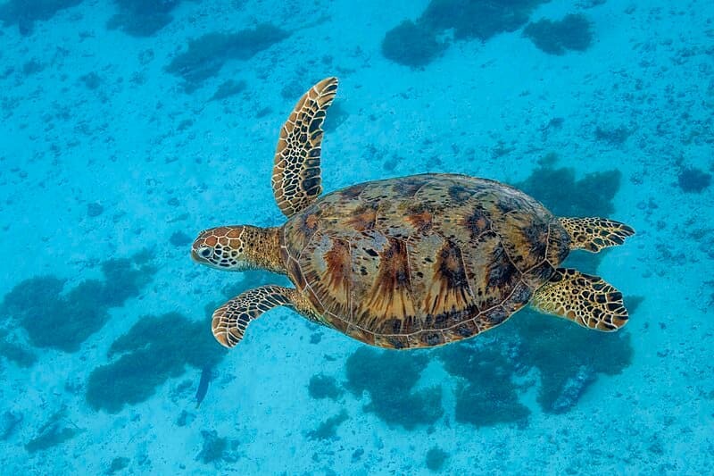 #10 Turtle Island Nesting Watch, Sabah — Top 10 Malaysian Borneo Experiences in 2026