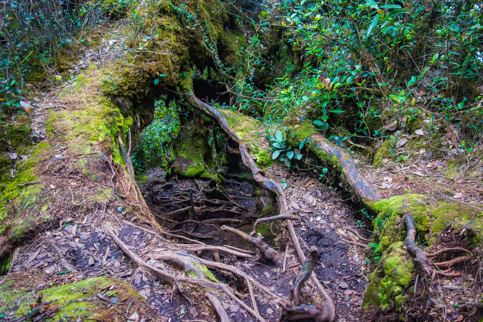 #7 Gunung Irau Mossy Forest, Cameron Highlands — Top 10 Malaysian Highland Destinations in 2026