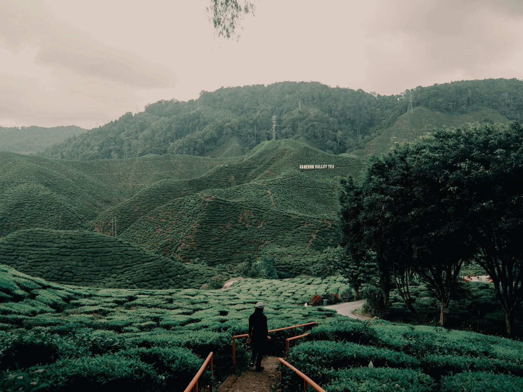 #10 Cameron Bharat Tea Plantation Estate Cafe — Top 10 Malaysian Coffee & Kopi Culture Experiences in 2026