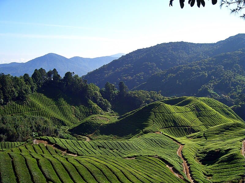 #10 Boh Tea (Cameron Highlands Estate) — Top 10 Malaysian Craft Beers & Local Drinks in 2026