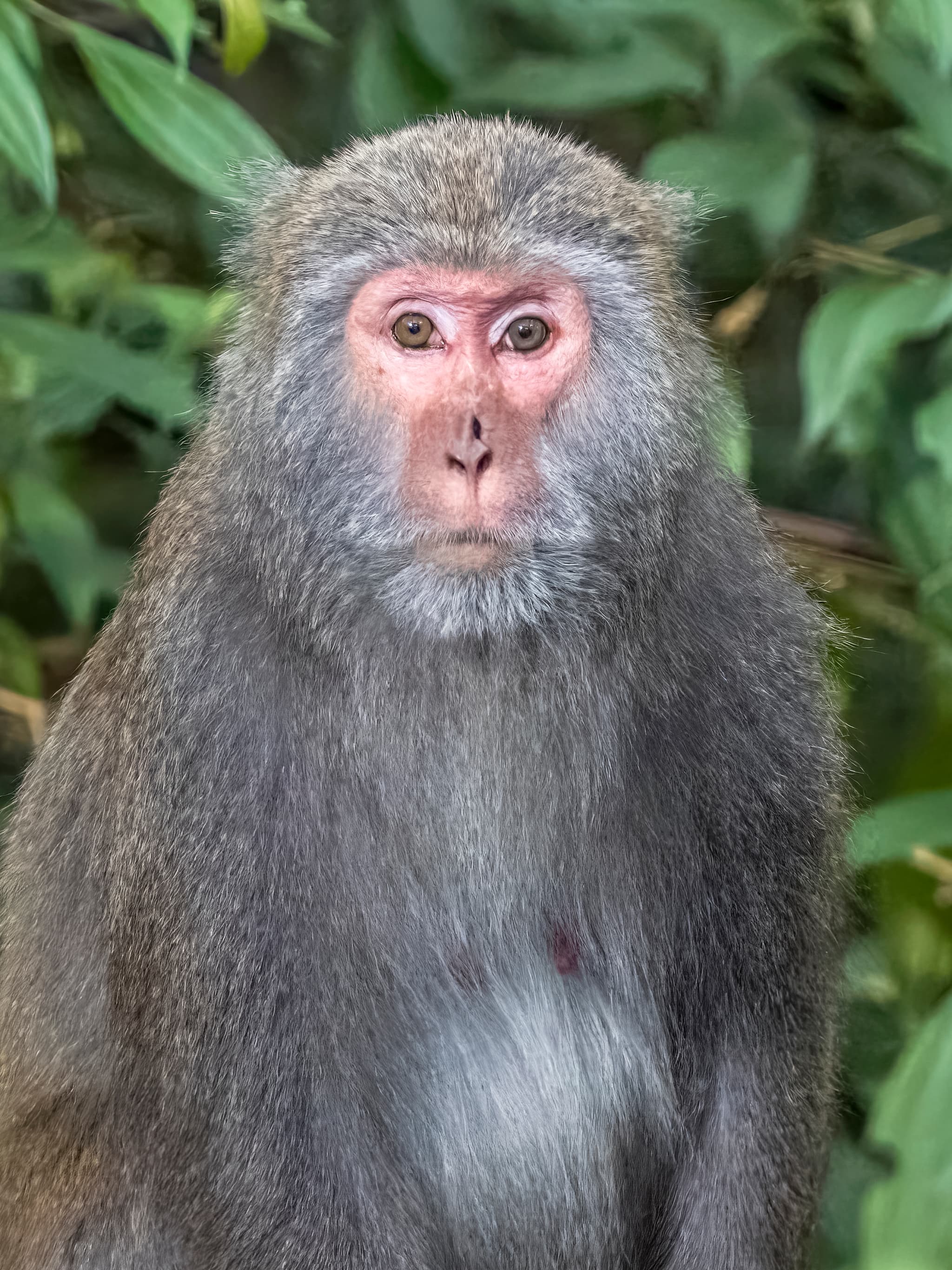 #4 Formosan Macaques, Shoushan — Top 10 Wildlife Encounters in Taiwan in 2026