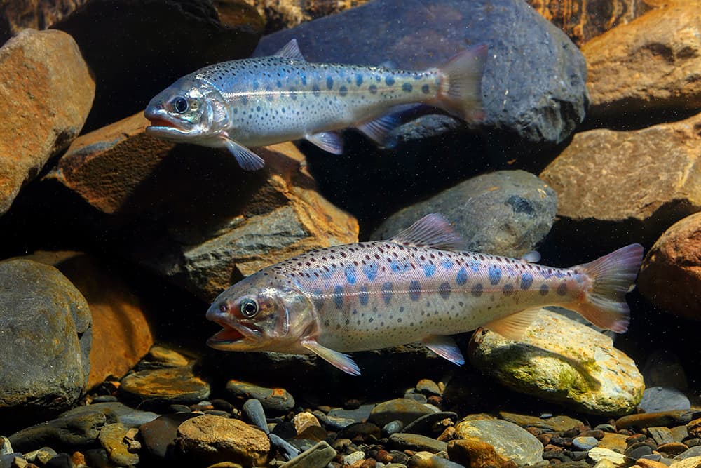 #7 Formosan Landlocked Salmon — Top 10 Wildlife Encounters in Taiwan in 2026