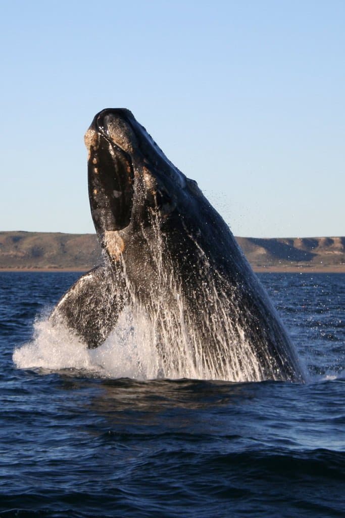 #8 Whale and Dolphin Watching, Hualien — Top 10 Wildlife Encounters in Taiwan in 2026
