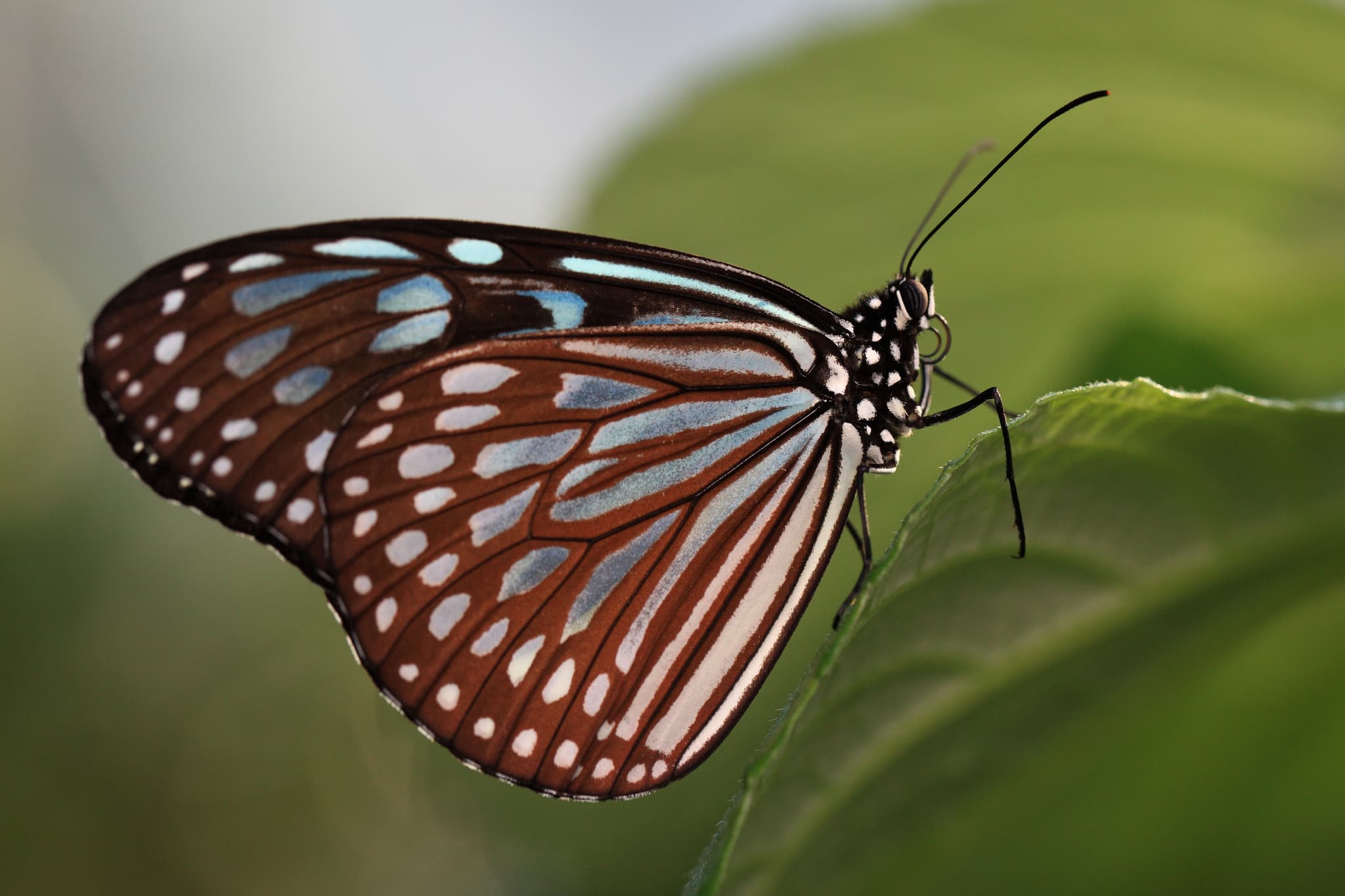 #9 Purple Crow Butterfly Migration — Top 10 Wildlife Encounters in Taiwan in 2026