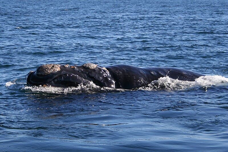 #7 Spot Whales at Peninsula Valdes — Top 10 Patagonia Experiences in 2026