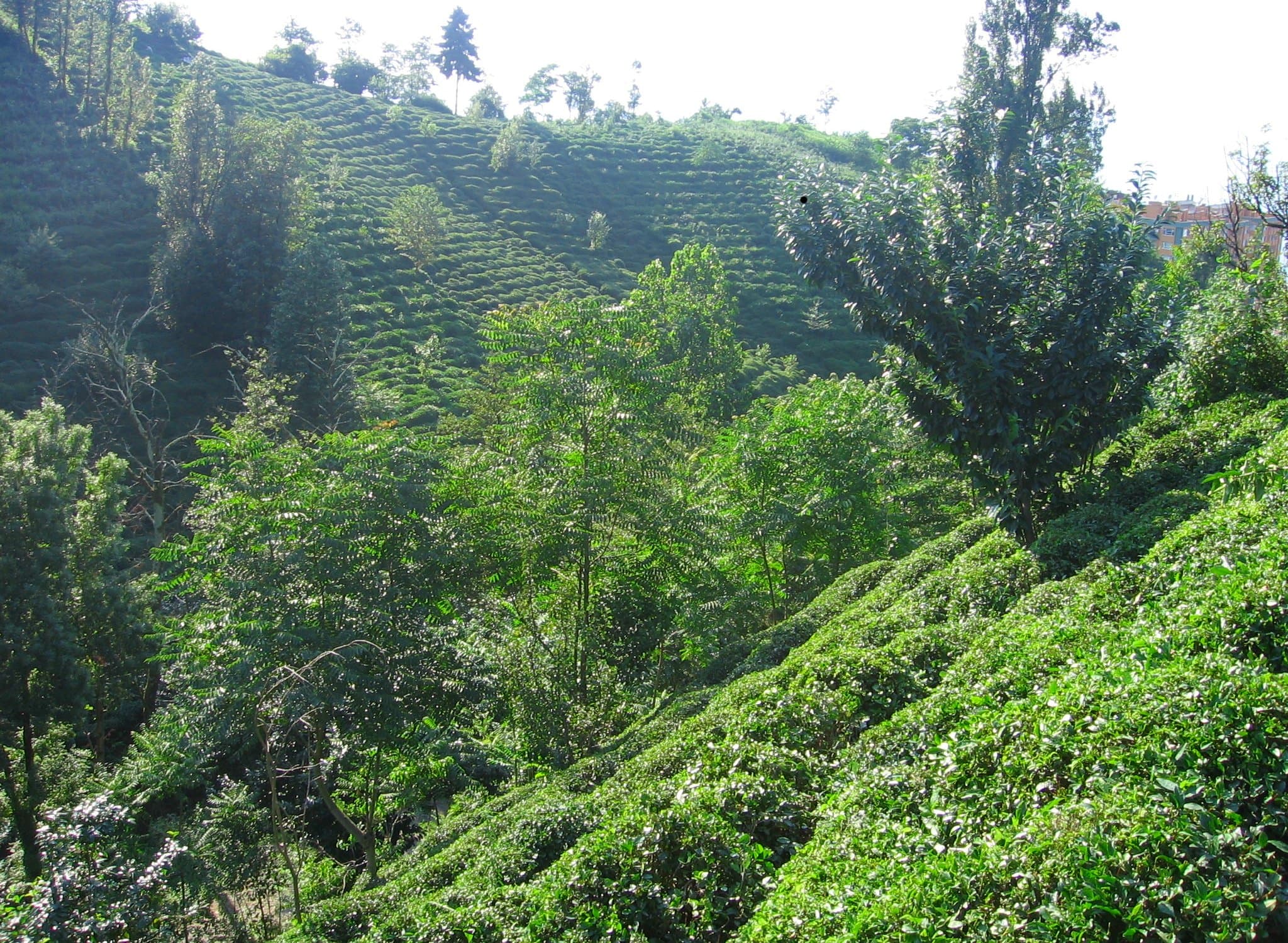#3 Rize Tea Plantations — Top 10 Turkish Tea & Coffee Culture Experiences 2026
