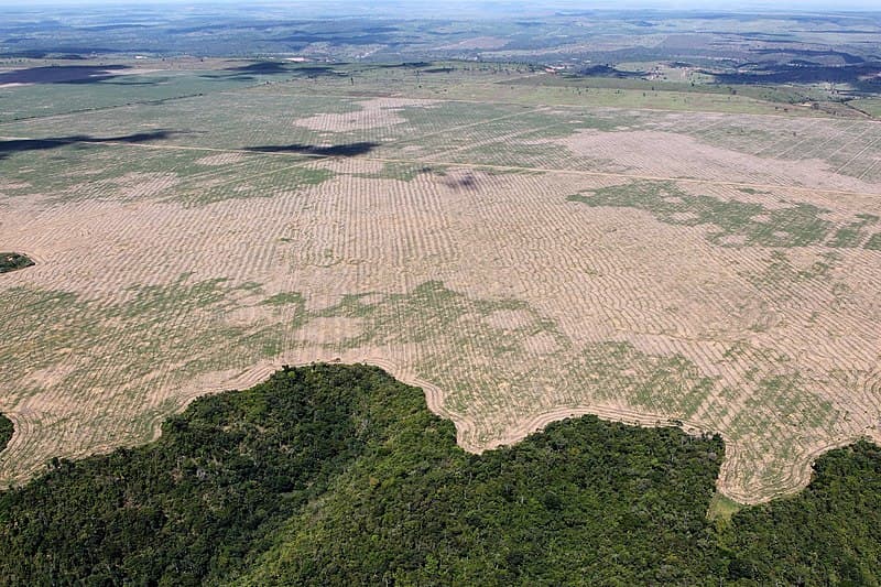 #4 Amazon Drought and Forest Fires Reach Record Levels — Top 10 Most Significant Climate Events of 2025