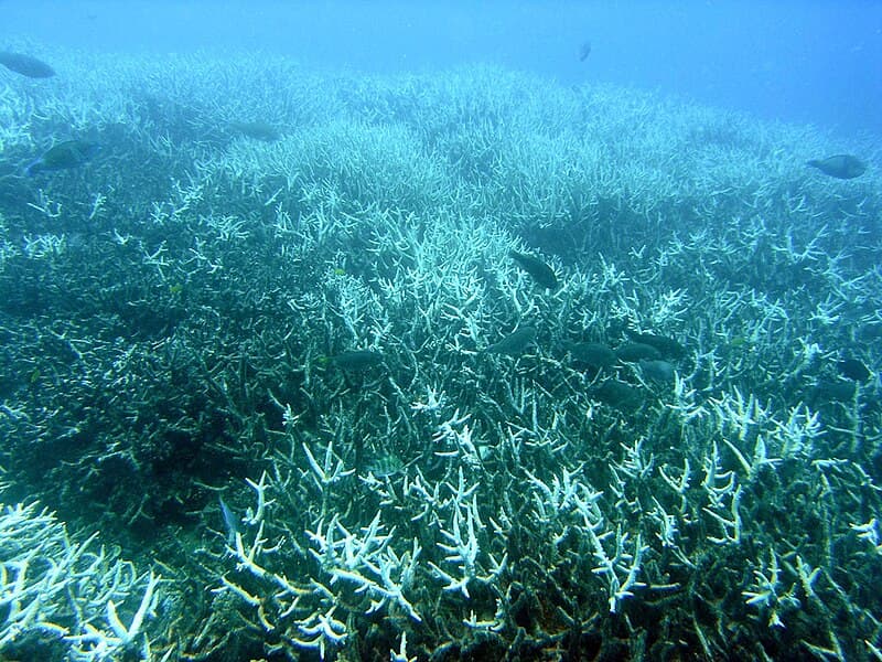 #9 Coral Bleaching Devastates Great Barrier Reef — Top 10 Most Significant Climate Events of 2025