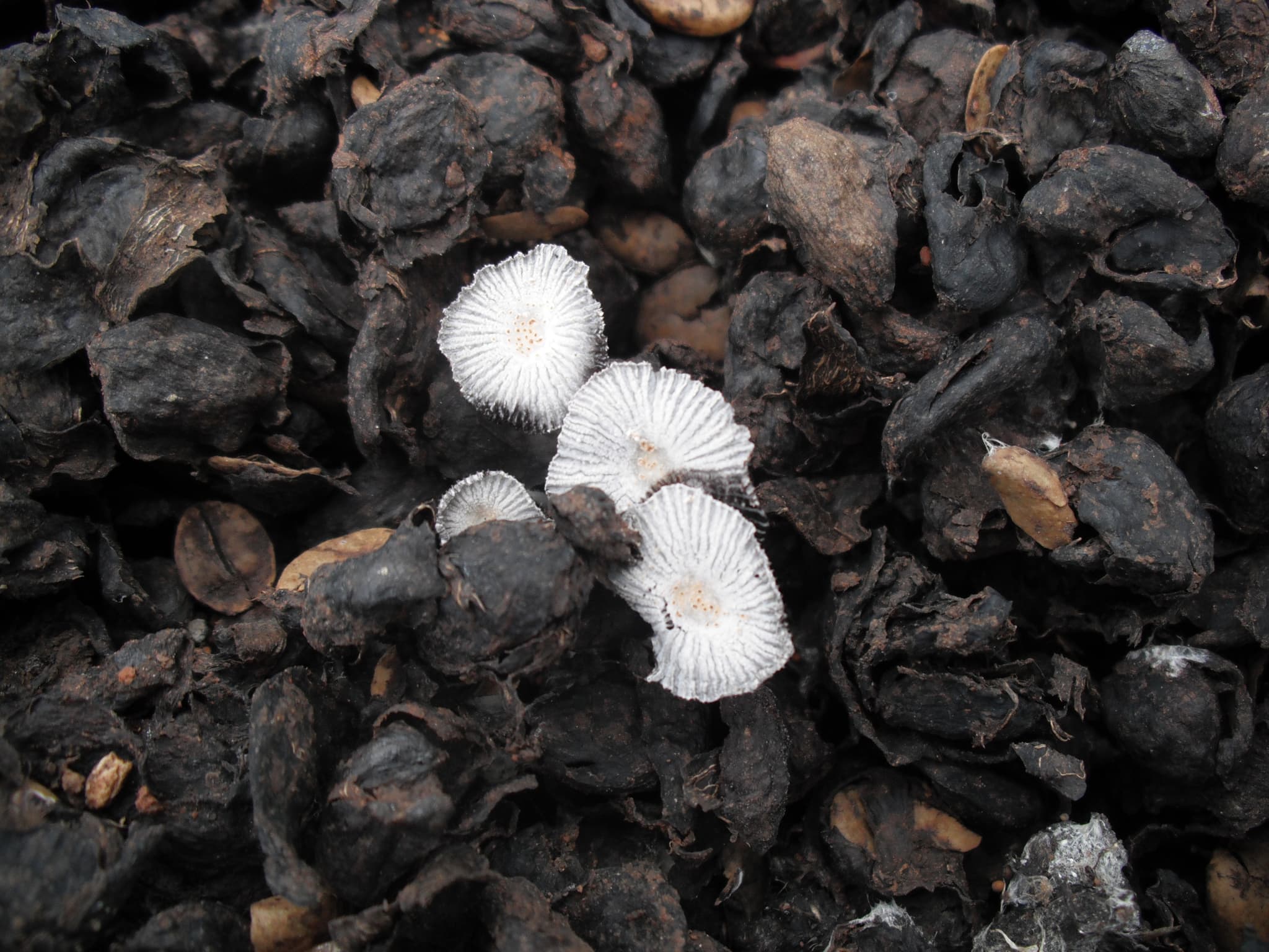 #4 Mushroom Coffee — Top 10 Biggest Coffee Trends of 2025