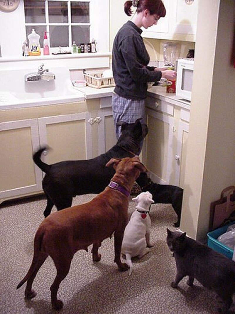 #2 Pet Mental Health and Anxiety Products — Top 10 Pet Trends to Watch in 2025