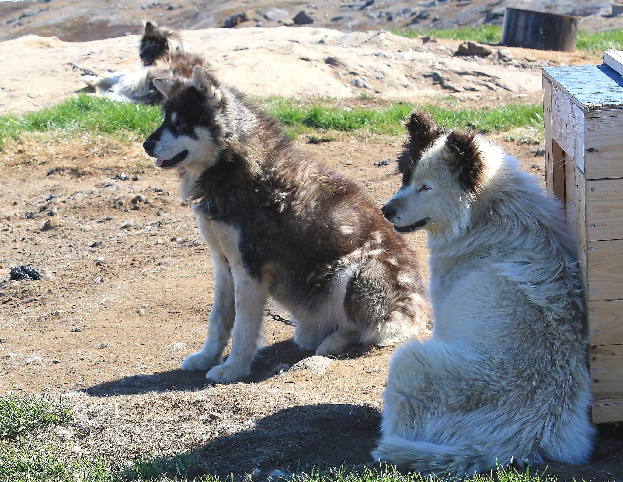 #4 Dog-Friendly Travel — Top 10 Pet Trends to Watch in 2025