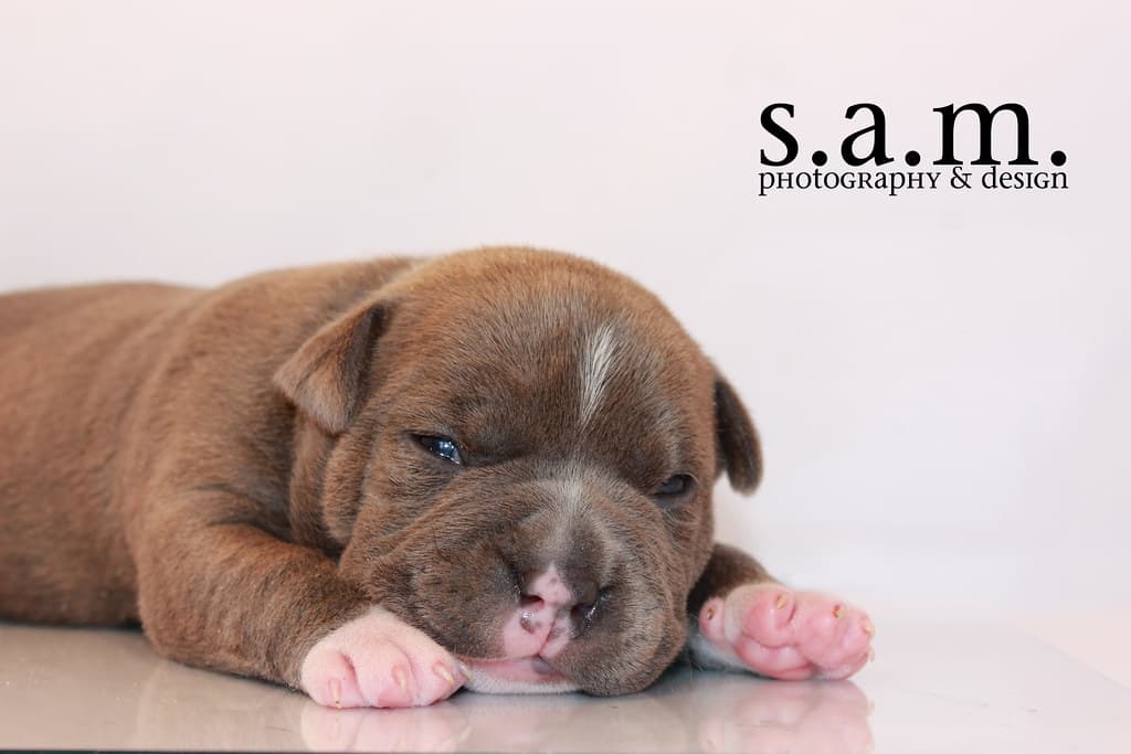#5 Exotic and Micro Pets — Top 10 Pet Trends to Watch in 2025