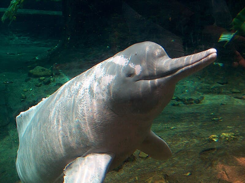 #2 Pink River Dolphin (Boto) Swimming, Rio Negro — Top 10 Amazon Rainforest Adventures in Brazil