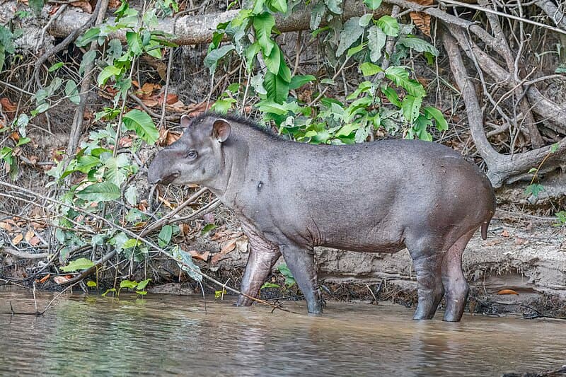 #5 Wildlife Spotting on the Transpantaneira, Mato Grosso — Top 10 Amazon Rainforest Adventures in Brazil