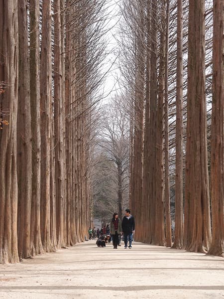 #9 Nami Island (Namiseom) — Top 10 Travel Destinations in South Korea