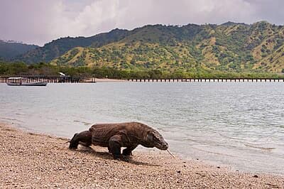 #5 Komodo National Park — Top 10 Tourist Destinations in Indonesia
