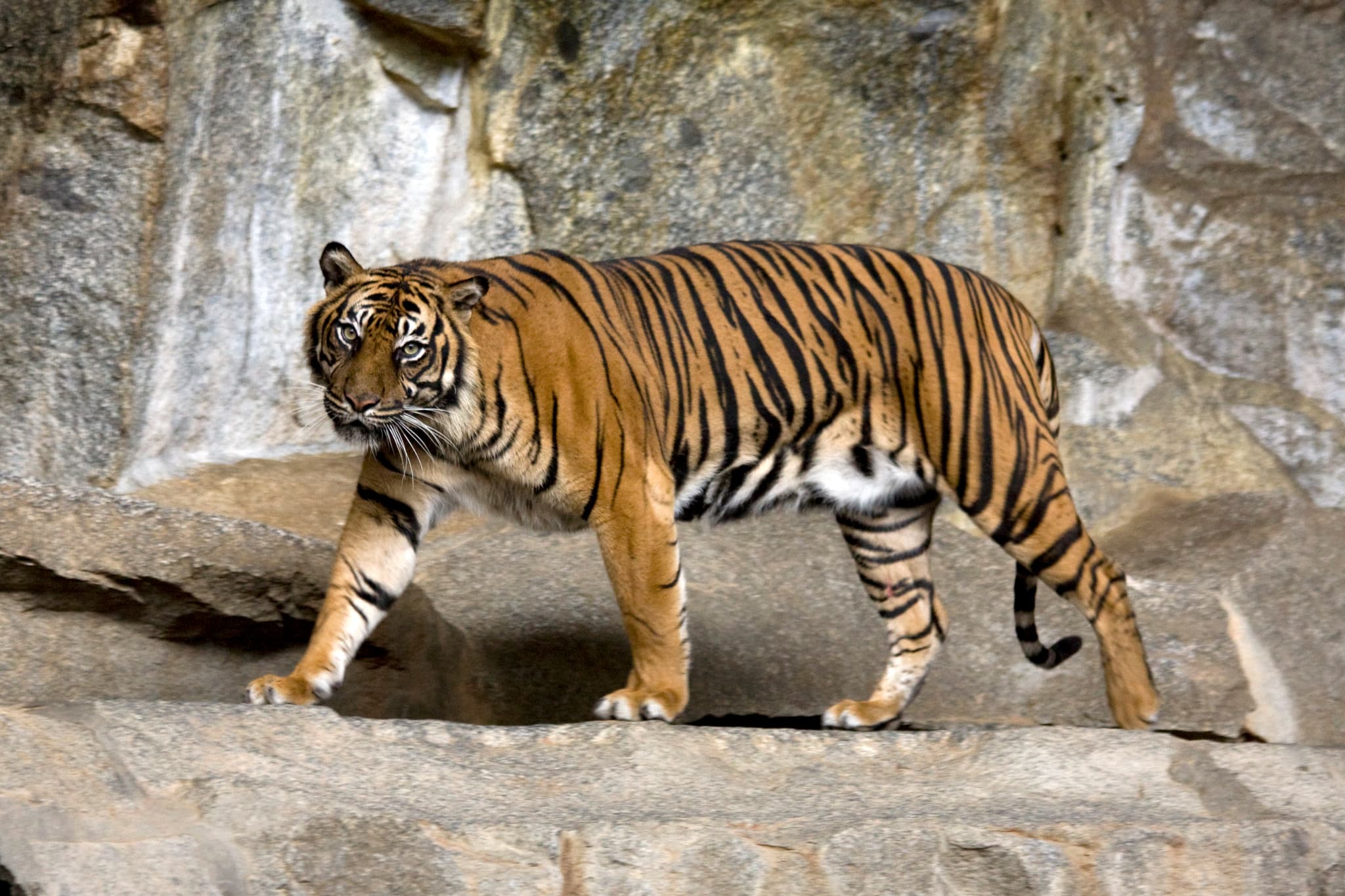 #10 Harimau! (2025) — Top 10 Indonesian Films of 2025