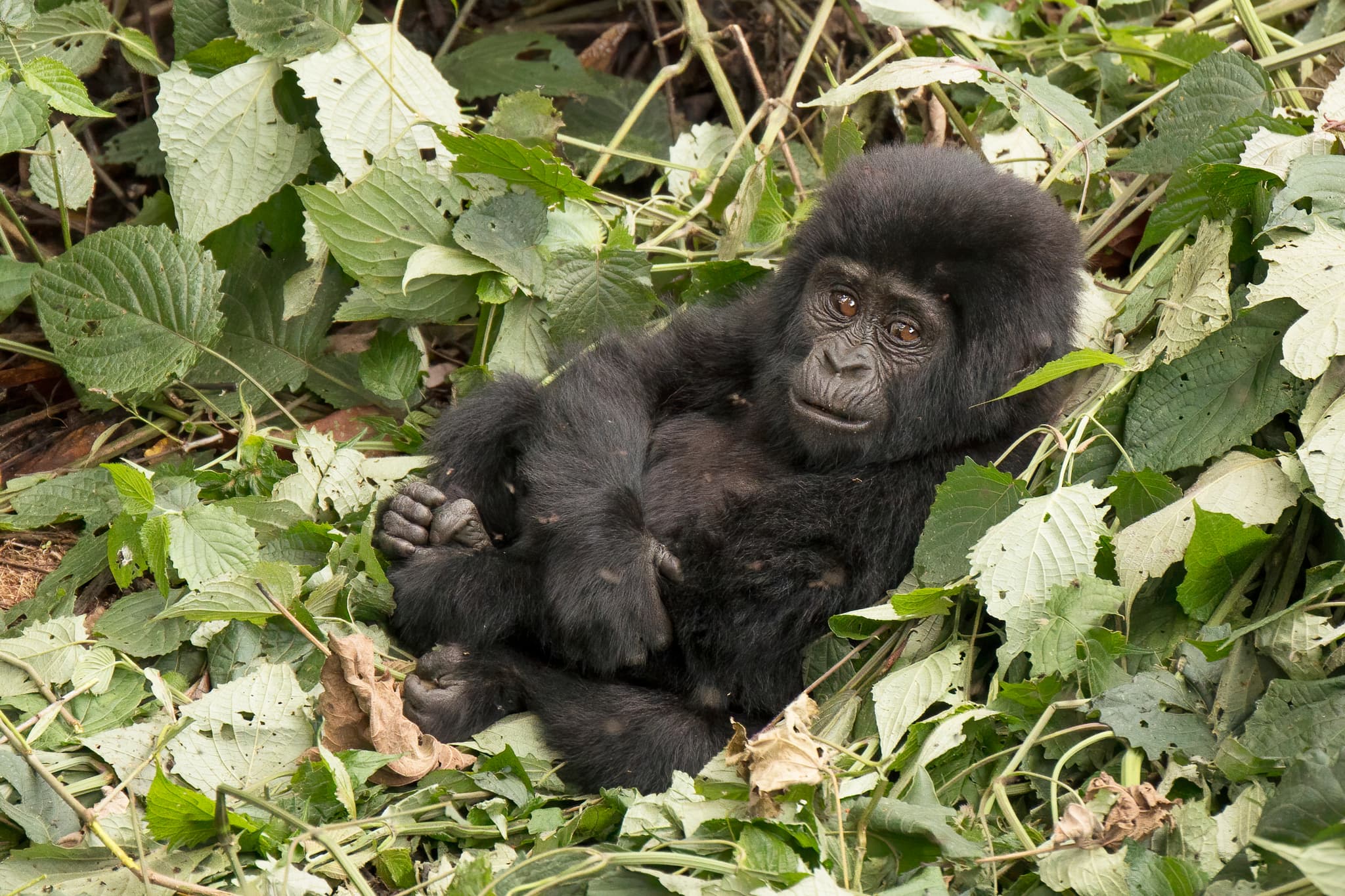 #3 Bwindi Impenetrable Forest, Uganda — Top 10 East African Safari Destinations (2025 Ranked List)