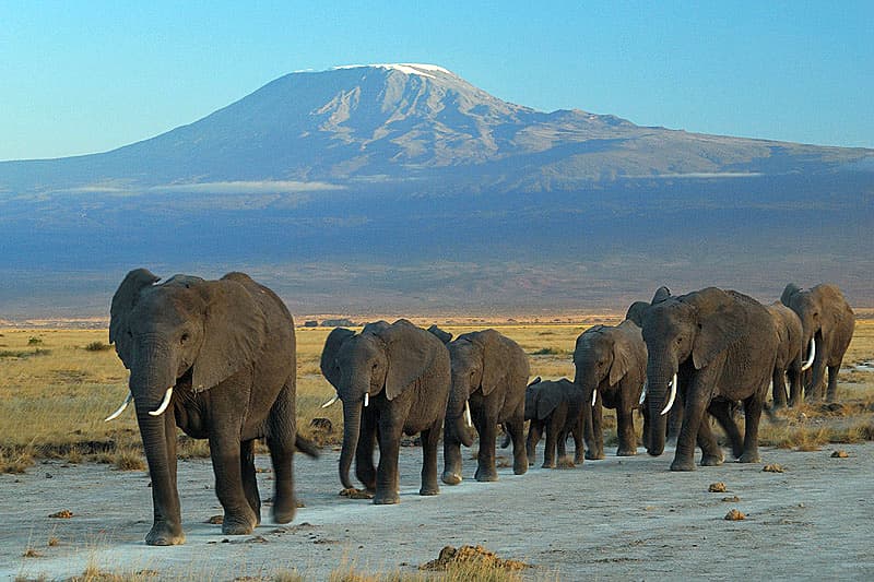 #5 Amboseli National Park, Kenya — Top 10 East African Safari Destinations (2025 Ranked List)