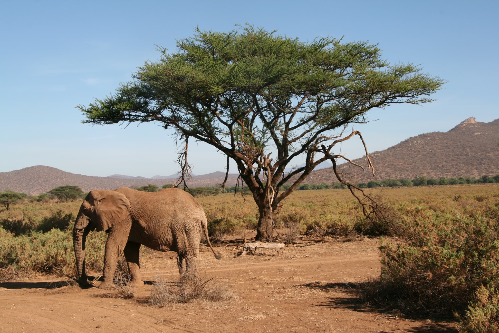 #7 Samburu National Reserve, Kenya — Top 10 East African Safari Destinations (2025 Ranked List)