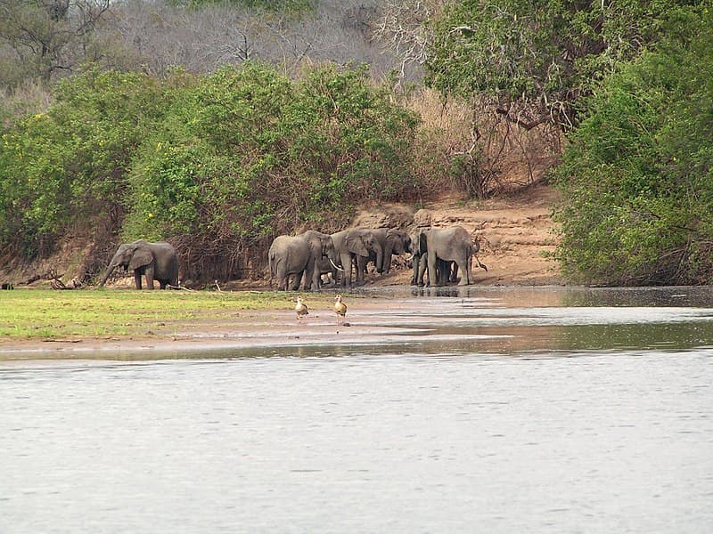 #8 Selous Game Reserve (Nyerere NP), Tanzania — Top 10 East African Safari Destinations (2025 Ranked List)