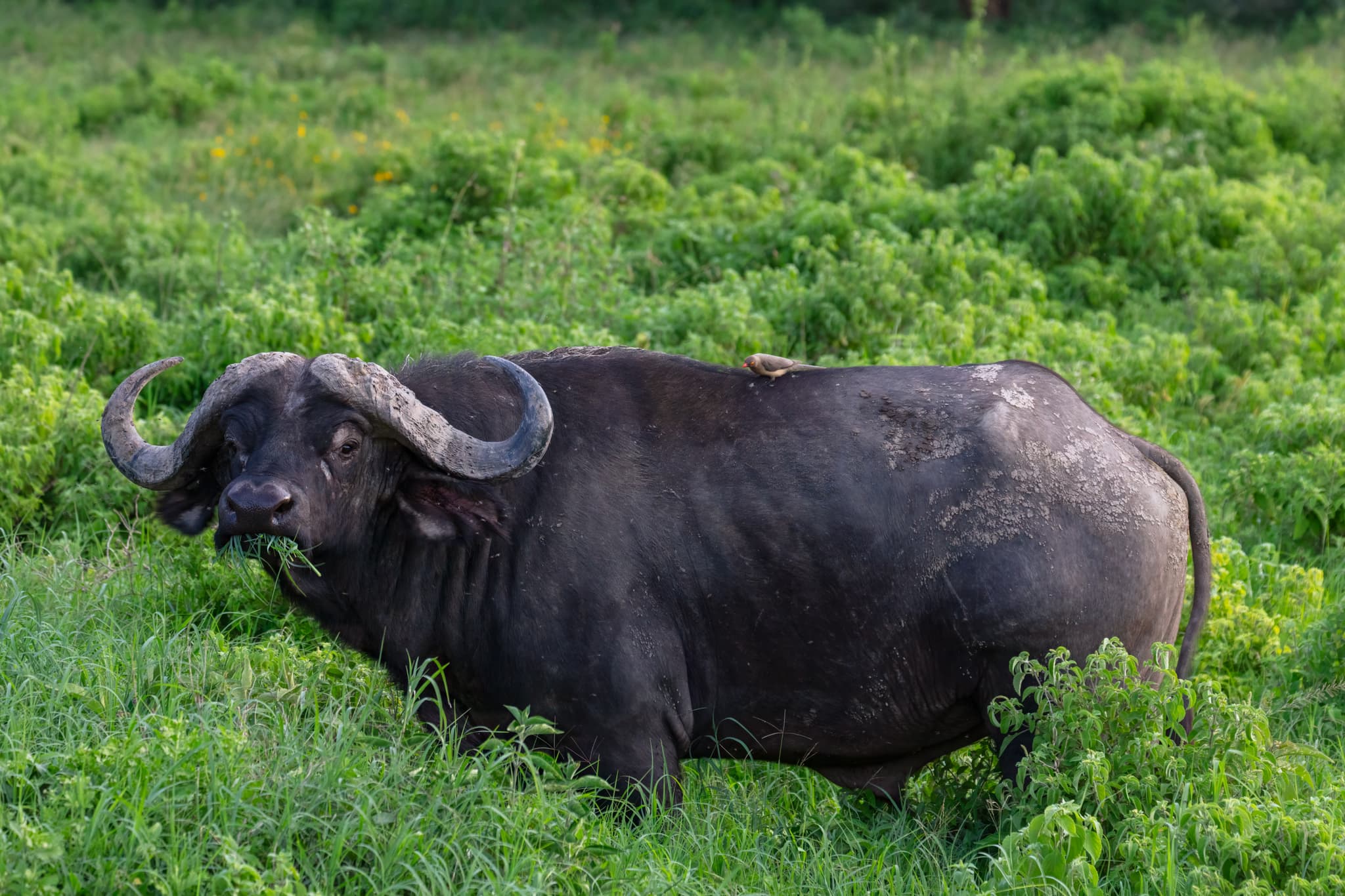 #9 Lake Nakuru National Park, Kenya — Top 10 East African Safari Destinations (2025 Ranked List)