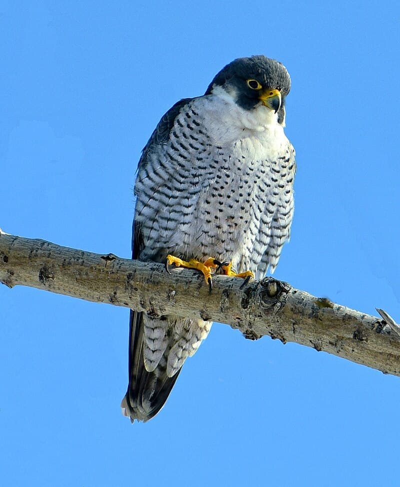 #1 Peregrine Falcon — The Fastest Animals on Earth
