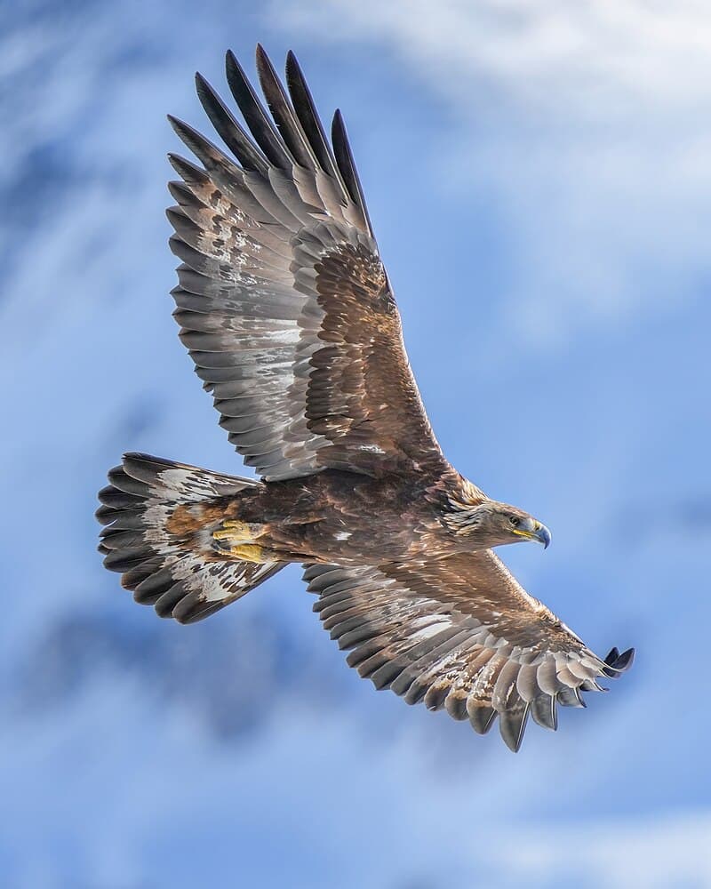 #2 Golden Eagle — The Fastest Animals on Earth