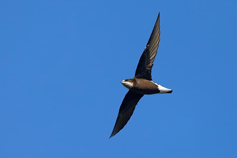 #3 White-throated Needletail — The Fastest Animals on Earth