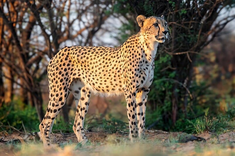 #4 Cheetah — The Fastest Animals on Earth