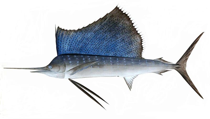 #5 Sailfish — The Fastest Animals on Earth