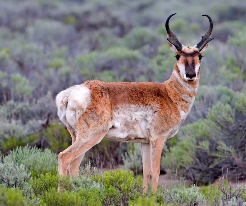 #6 Pronghorn — The Fastest Animals on Earth