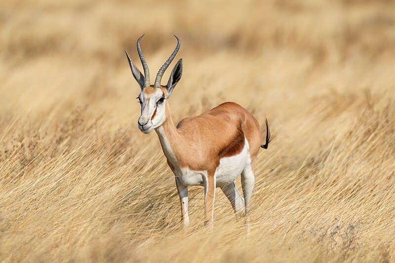 #7 Springbok — The Fastest Animals on Earth