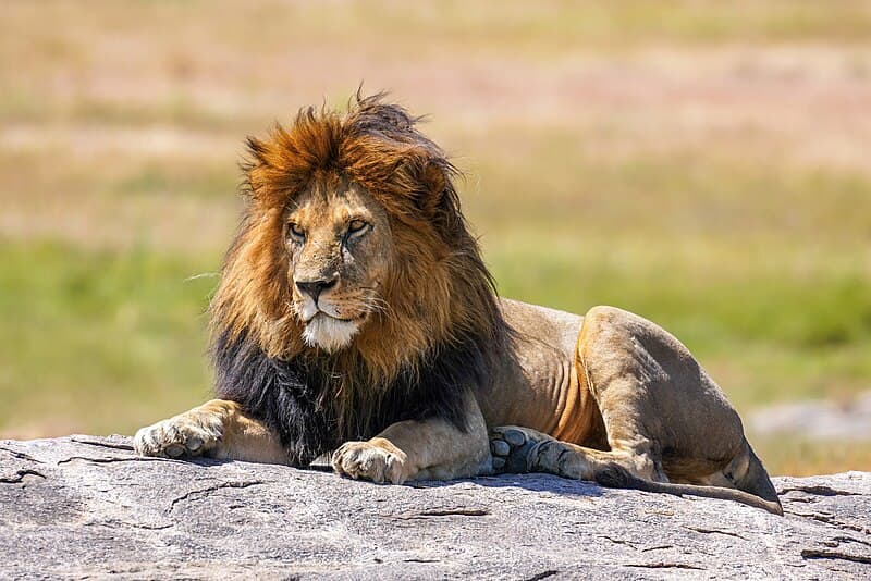 #8 Lion — The Fastest Animals on Earth