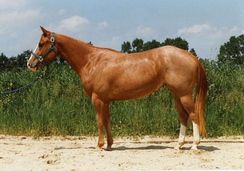 #9 Quarter Horse — The Fastest Animals on Earth