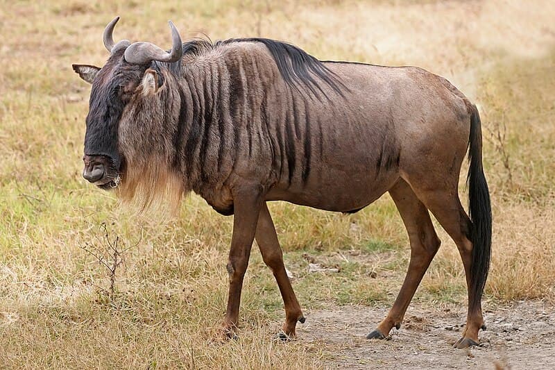 #10 Blue Wildebeest — The Fastest Animals on Earth
