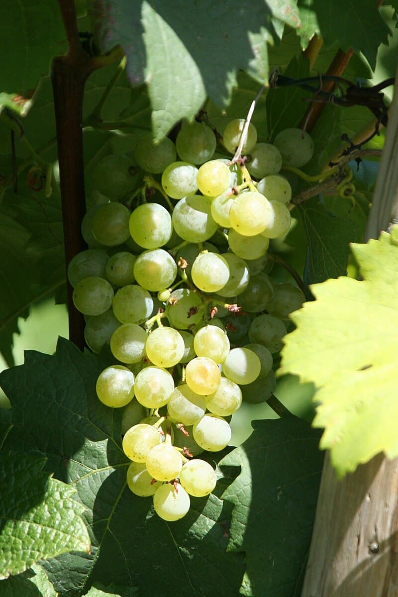 #1 Gruner Veltliner — Top 10 Wines That Sommeliers Actually Drink at Home