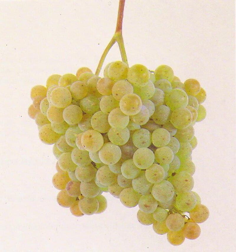 #4 Albarino — Top 10 Wines That Sommeliers Actually Drink at Home