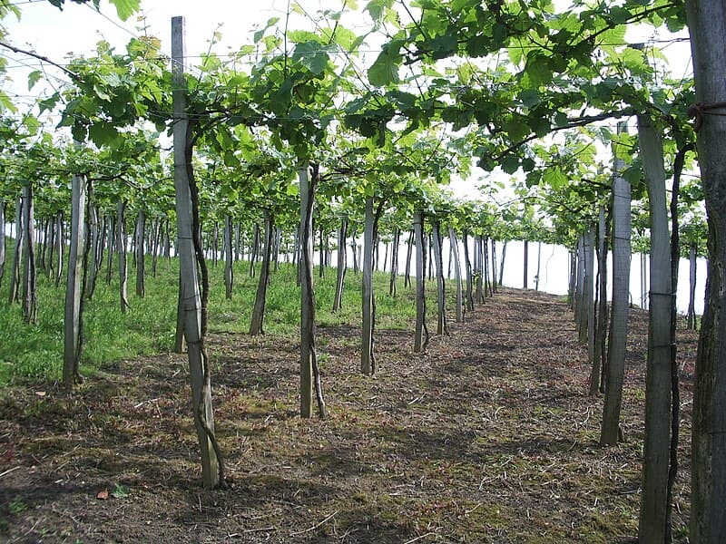 #6 Txakoli — Top 10 Wines That Sommeliers Actually Drink at Home