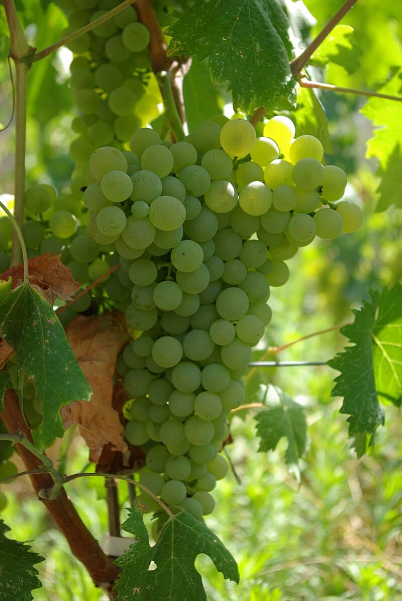 #8 Vermentino — Top 10 Wines That Sommeliers Actually Drink at Home