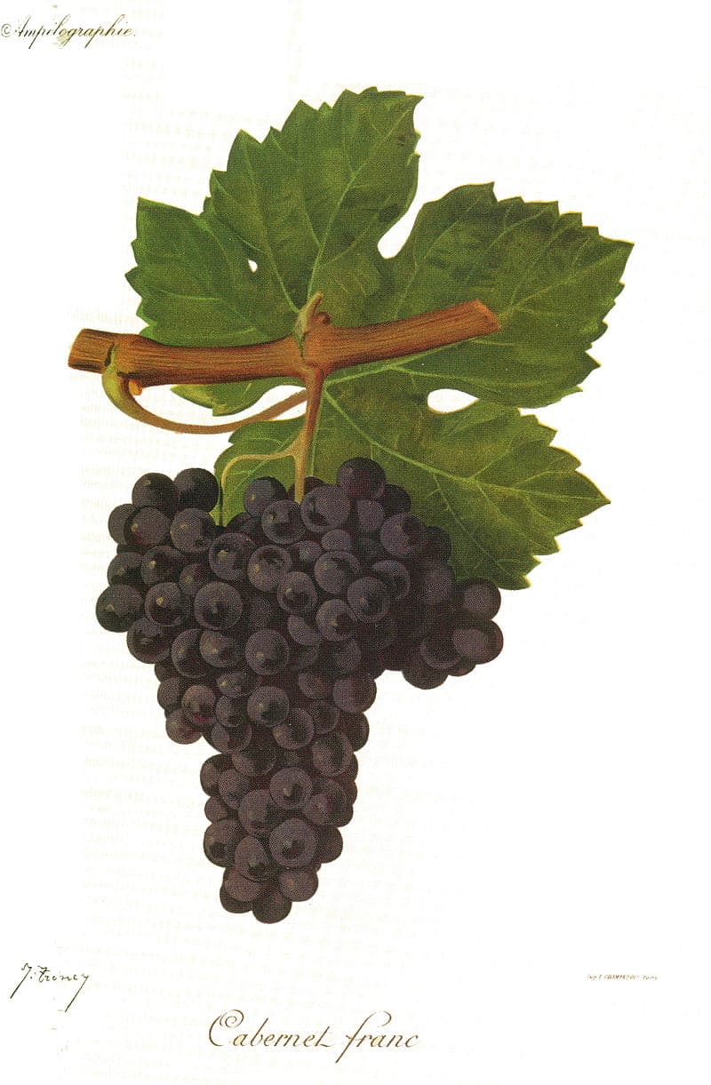 #9 Chinon (Cabernet Franc) — Top 10 Wines That Sommeliers Actually Drink at Home