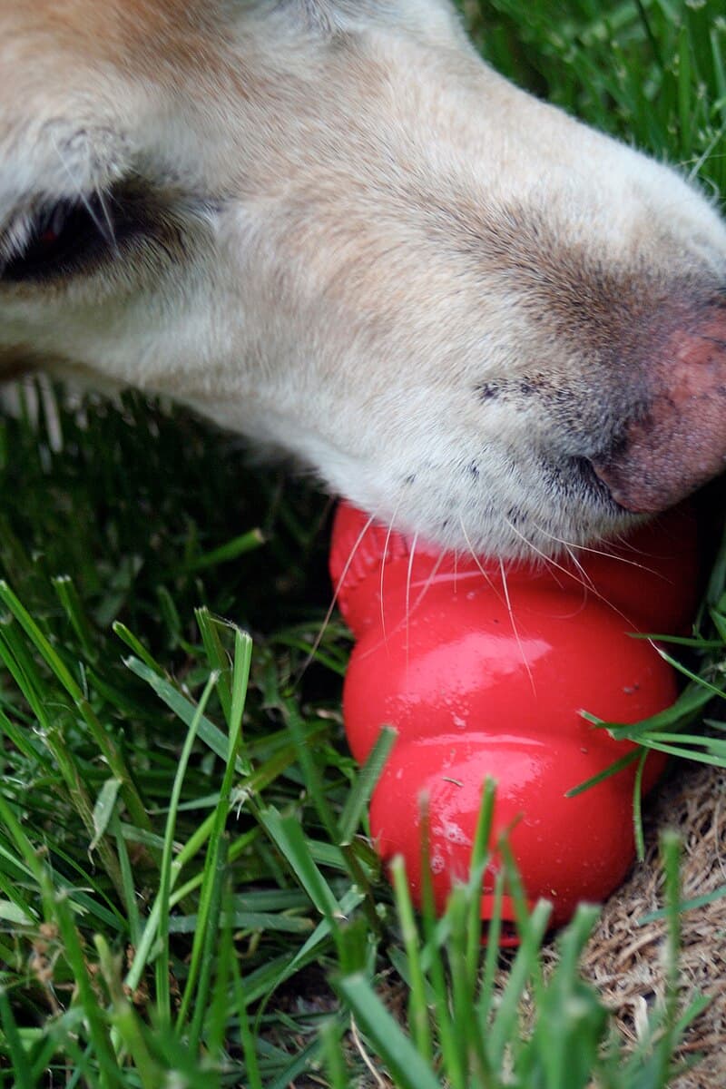 #4 Kong Classic Dog Toy — Top 10 Pet Products That Went Viral for a Reason