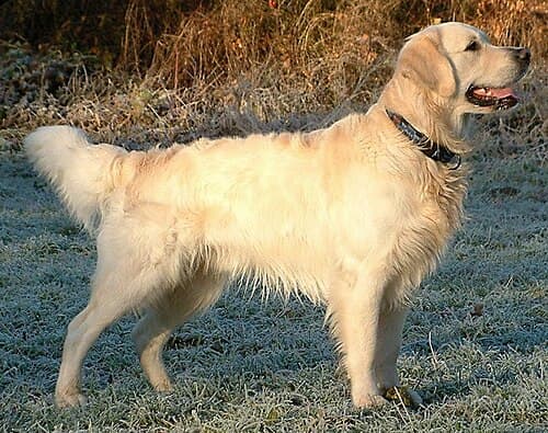 #1 Golden Retriever — Top 10 Dog Breeds That First-Time Owners Love