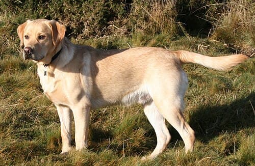 #2 Labrador Retriever — Top 10 Dog Breeds That First-Time Owners Love
