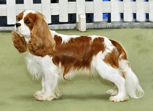 #3 Cavalier King Charles Spaniel — Top 10 Dog Breeds That First-Time Owners Love