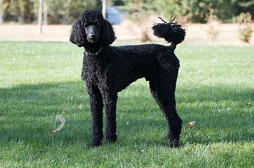 #4 Poodle — Top 10 Dog Breeds That First-Time Owners Love