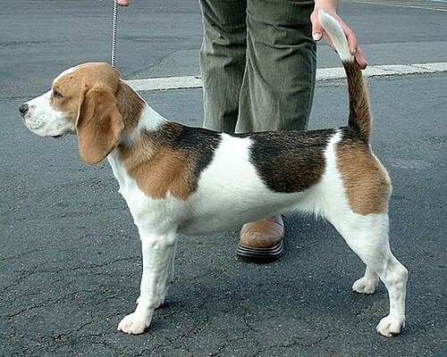 #5 Beagle — Top 10 Dog Breeds That First-Time Owners Love